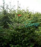 Нормандская (Датская) Пихта L (1,75-2 м.)