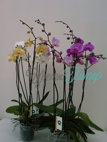 Phalaenopsis Grandiflora mix 3 branches