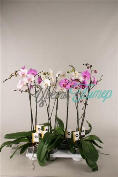 Phalaenopsis Grandiflora mix branched