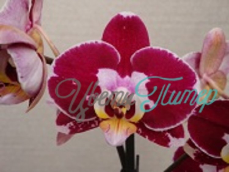 Phalaenopsis Elegant Jane  2 branches