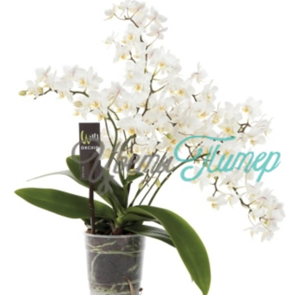 Phalaenopsis Willd Orchid