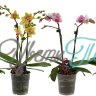Phalaenopsis kolibri 2-tak Finest Selection white 2 branches