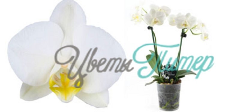 Phalaenopsis kolibri Amabillis white/yellow 2 branches