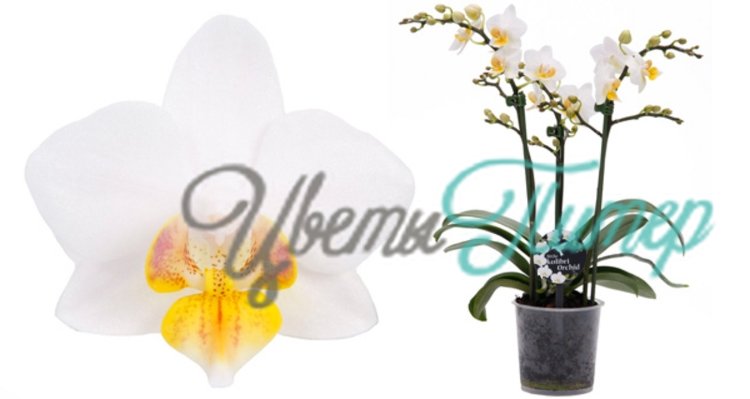 Phalaenopsis kolibri Chili white/yellow 2 branches