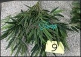 Искусственное растение Бамбук ; 50см