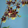 Miltonidium Bartley Schwarz St3325  2 branches