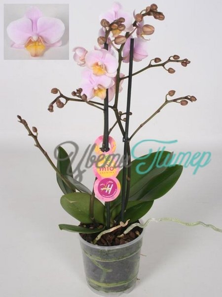 Phalaenopsis multiflora Amaglad  2 branches