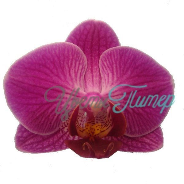 Phalaenopsis multiflora Maud Multiflora 2 branches