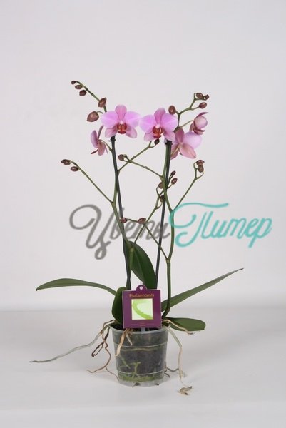 Phalaenopsis Orinoko pink 2 branches