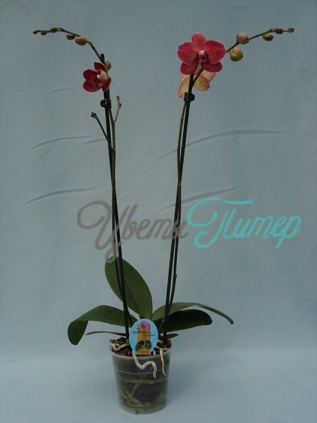 Phalaenopsis Roxanne red 2 branches