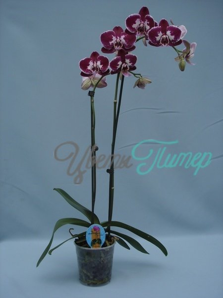 Phalaenopsis Deep Purple red/white 2 branches