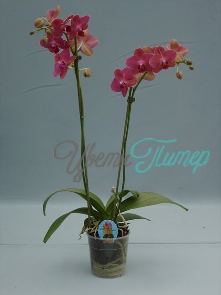 Phalaenopsis Destiny red 2 branches