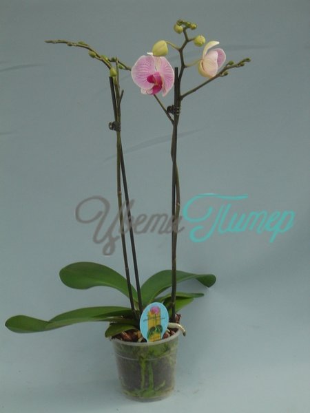 Phalaenopsis Shanghai white/pink 2 branches